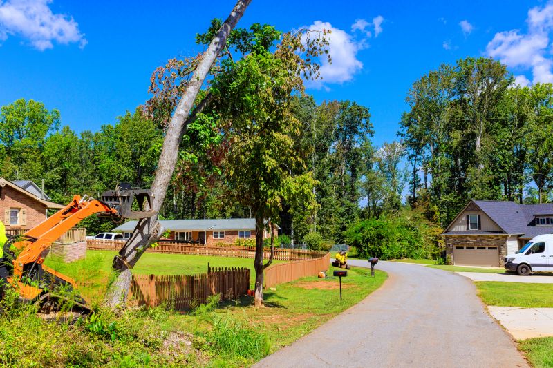 Emergency Tree Removal