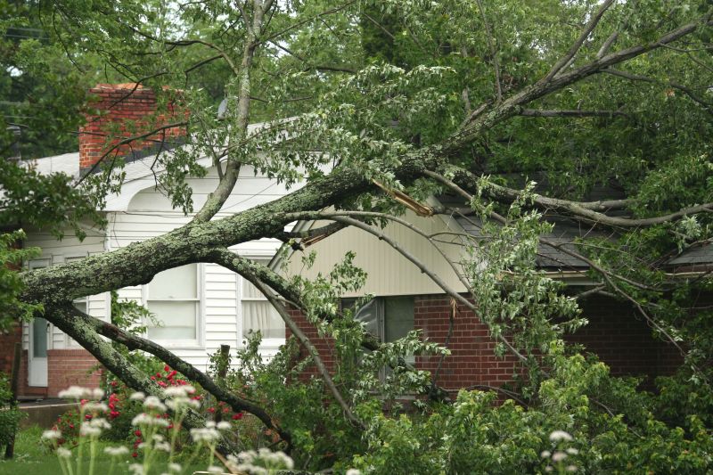 Tree Down in Yard