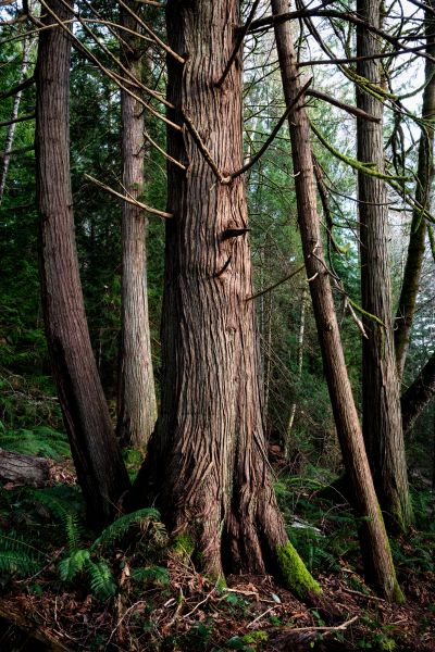 Cedar Tree Removal in Dublin