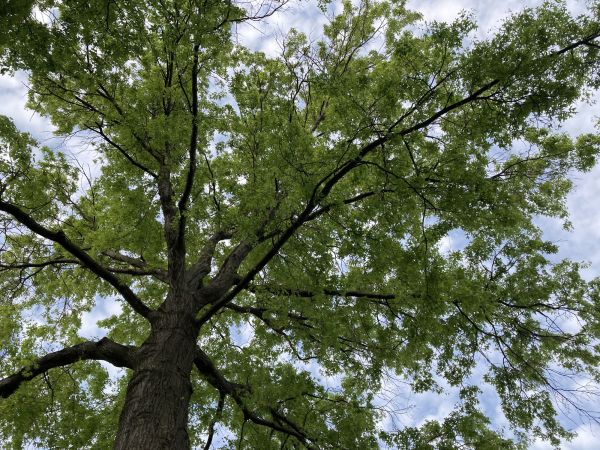 Oak Tree Removal in Dublin