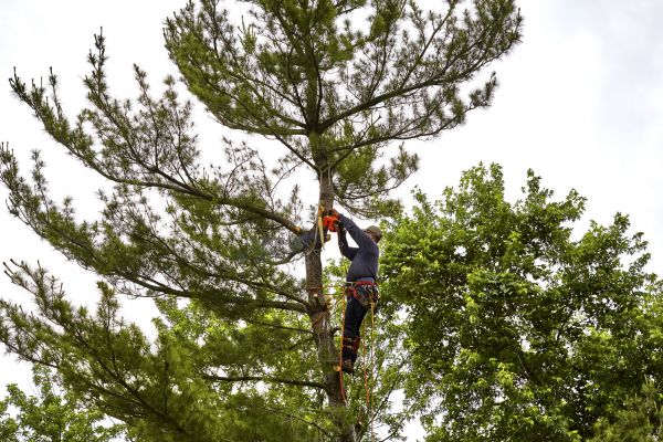 Pine Tree Removal in Dublin