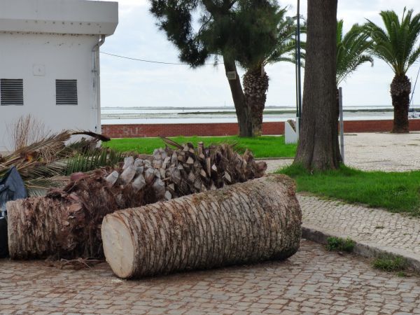 Palm Trees Removal in Dublin